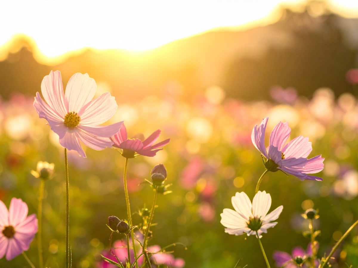 Encounters with Jesus: The Faith of&nbsp;Martha