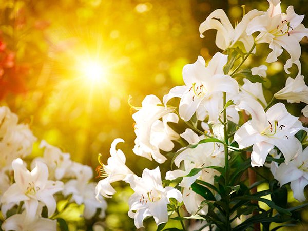 Encountering the Resurrected&nbsp;Christ