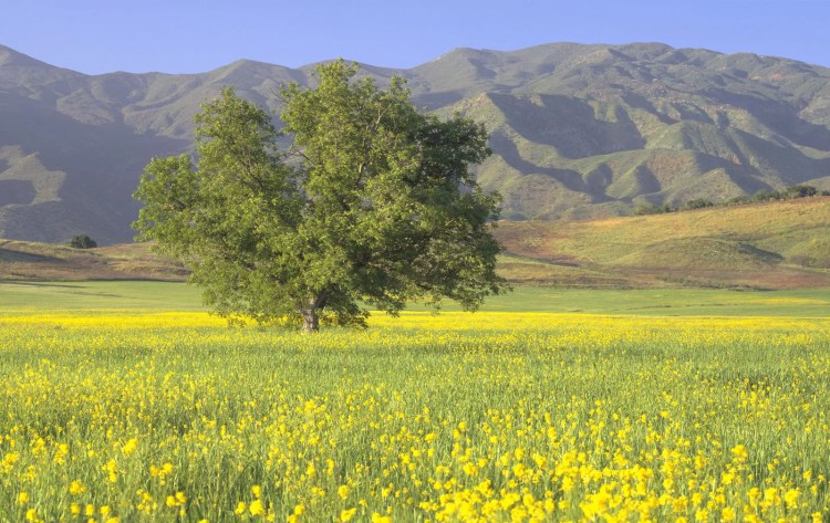 More than Conquerors: Mustard Seeds and&nbsp;Yeast